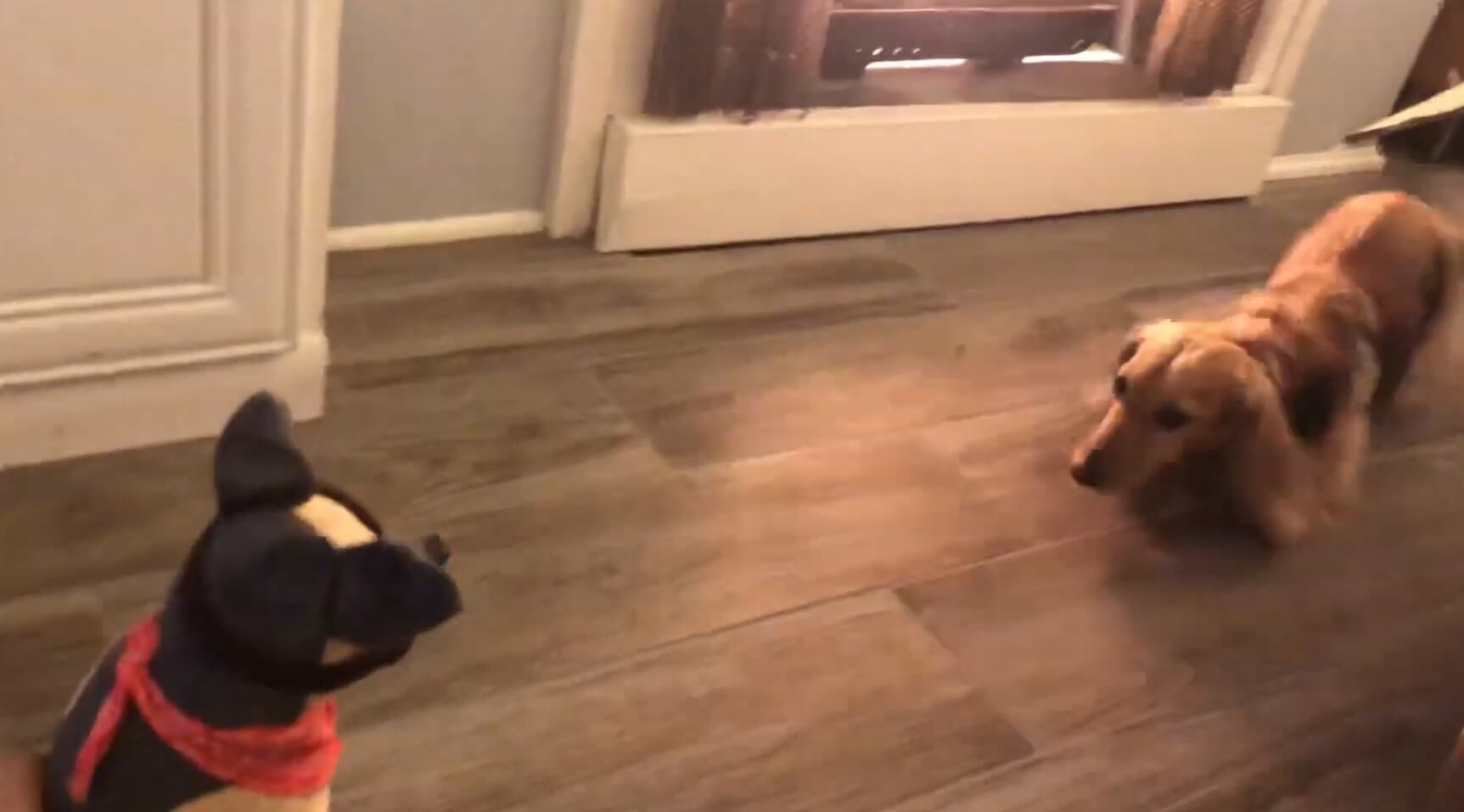 ダックスフンド,動画