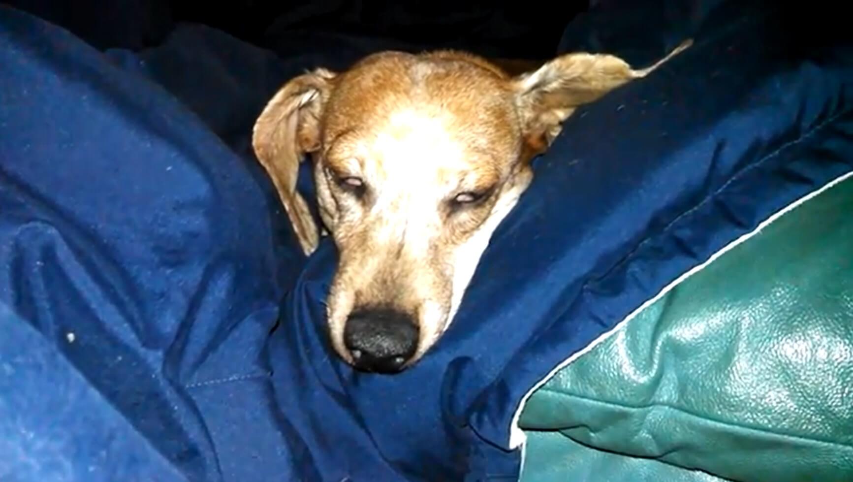 ダックスフンド,動画