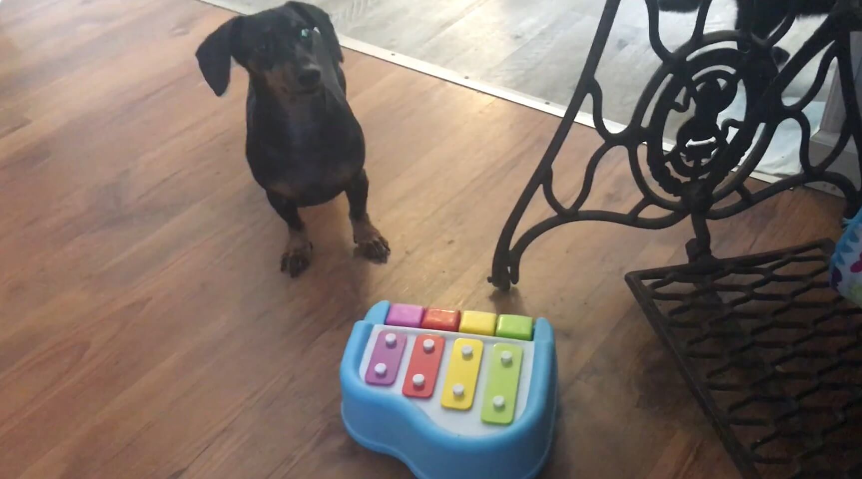 ダックスフンド,動画