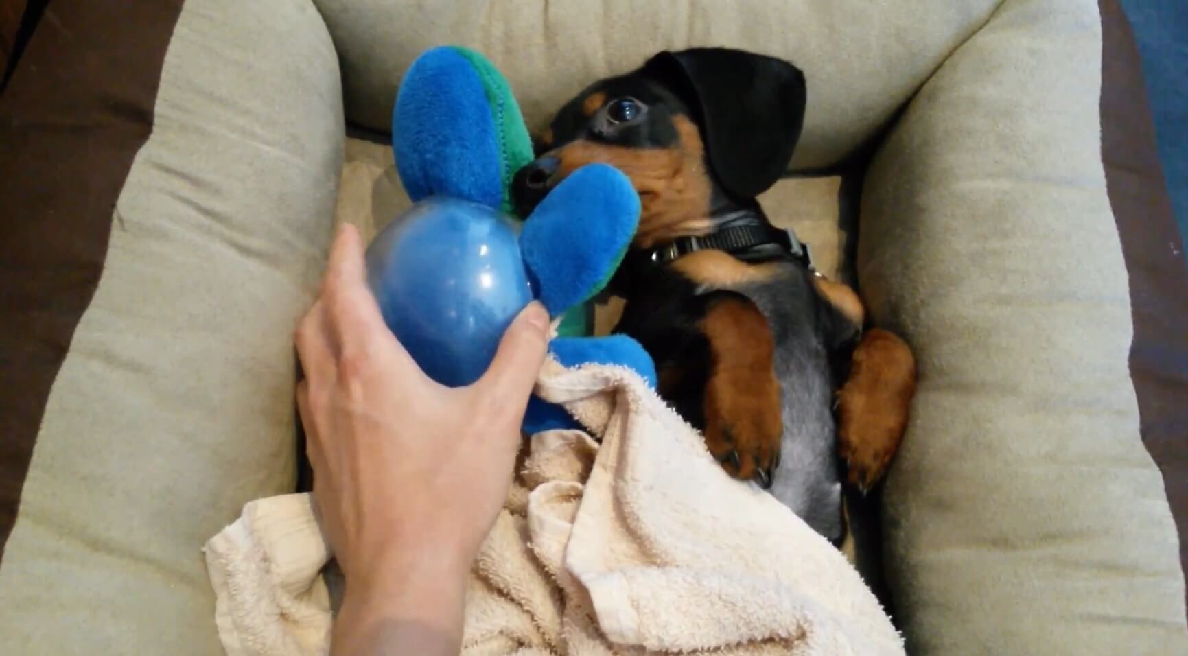 ダックスフンド,動画