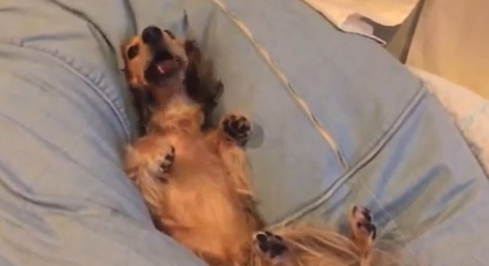 ダックスフンド,動画