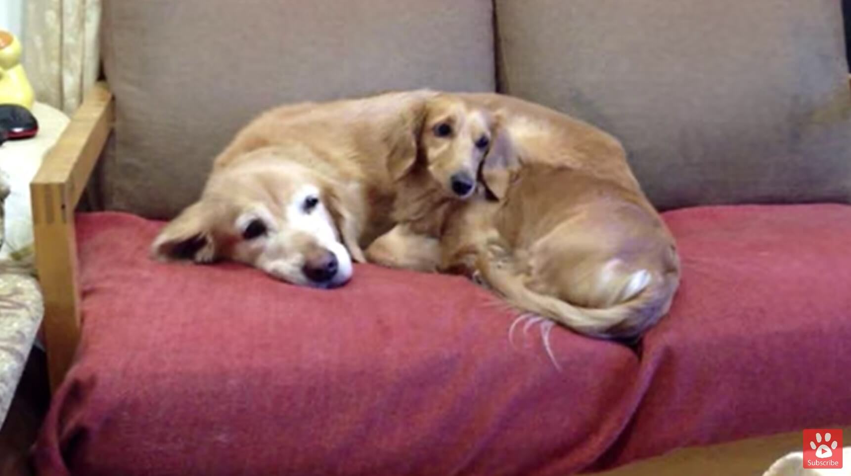 ダックスフンド,動画