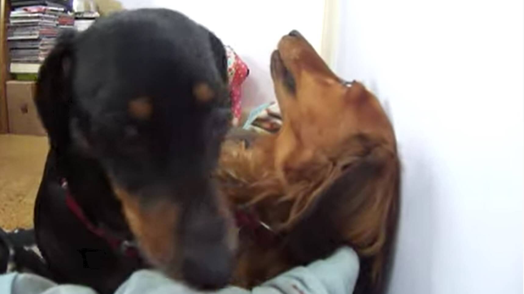 ダックスフンド,動画