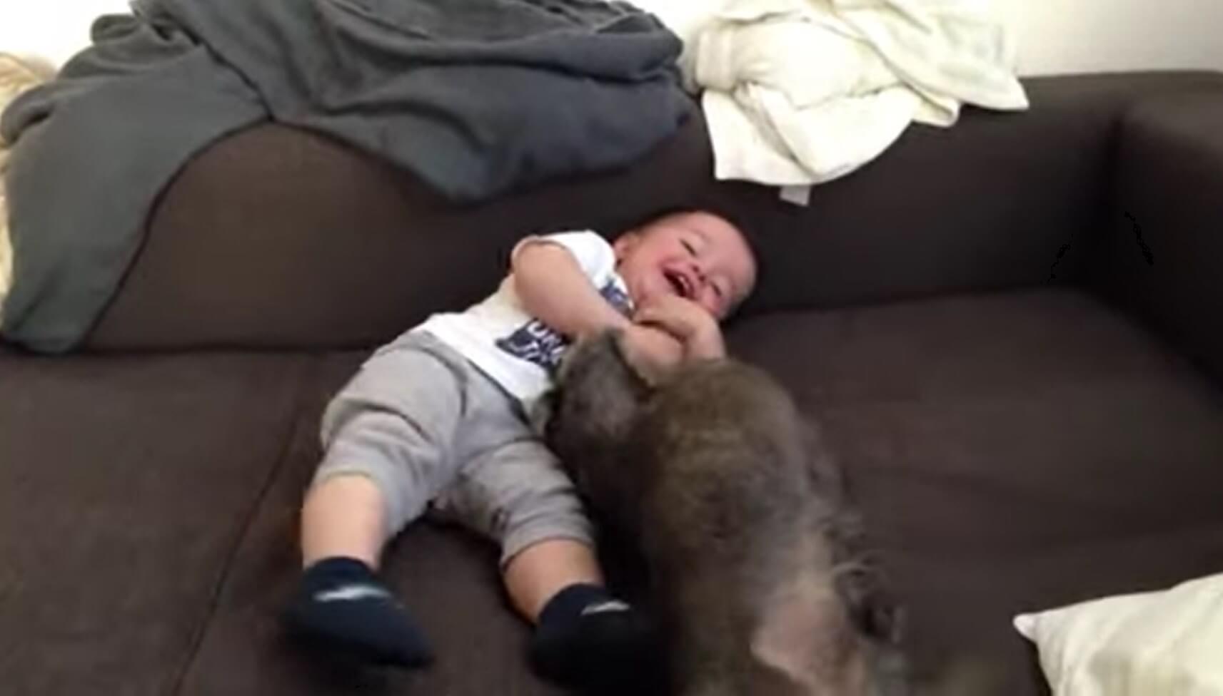 ダックスフンド,動画