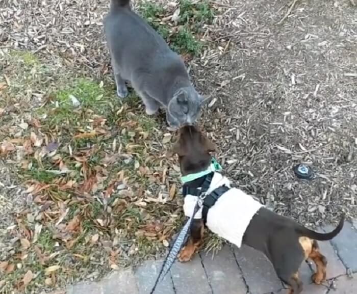 ダックスフンド,動画