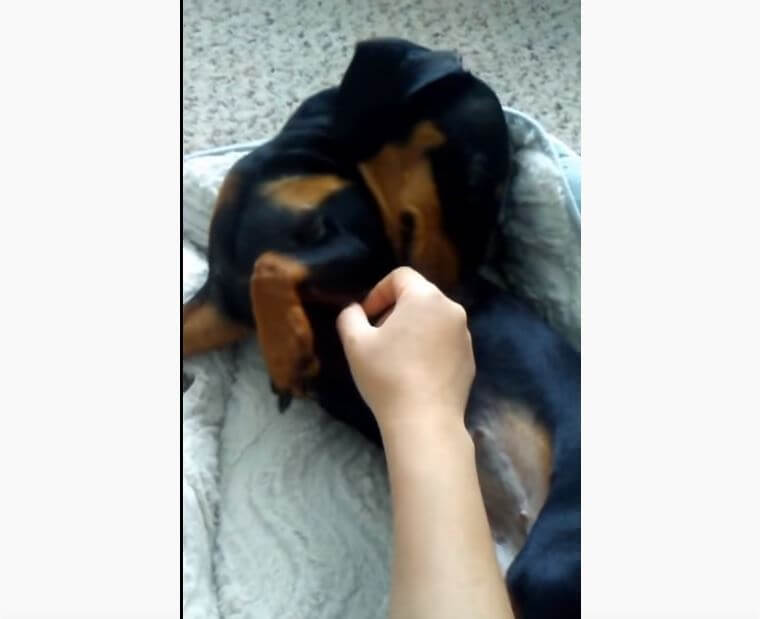 ダックスフンド,動画