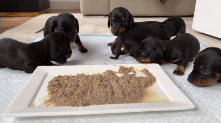 ダックスフンド,動画