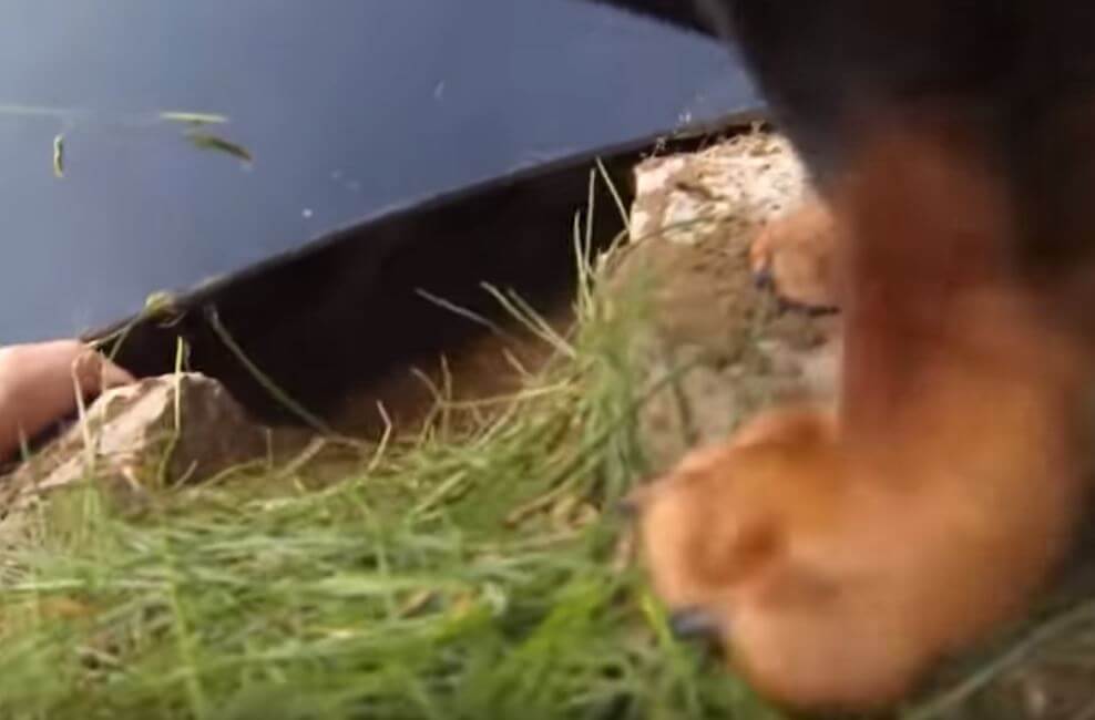 ダックスフンド,動画