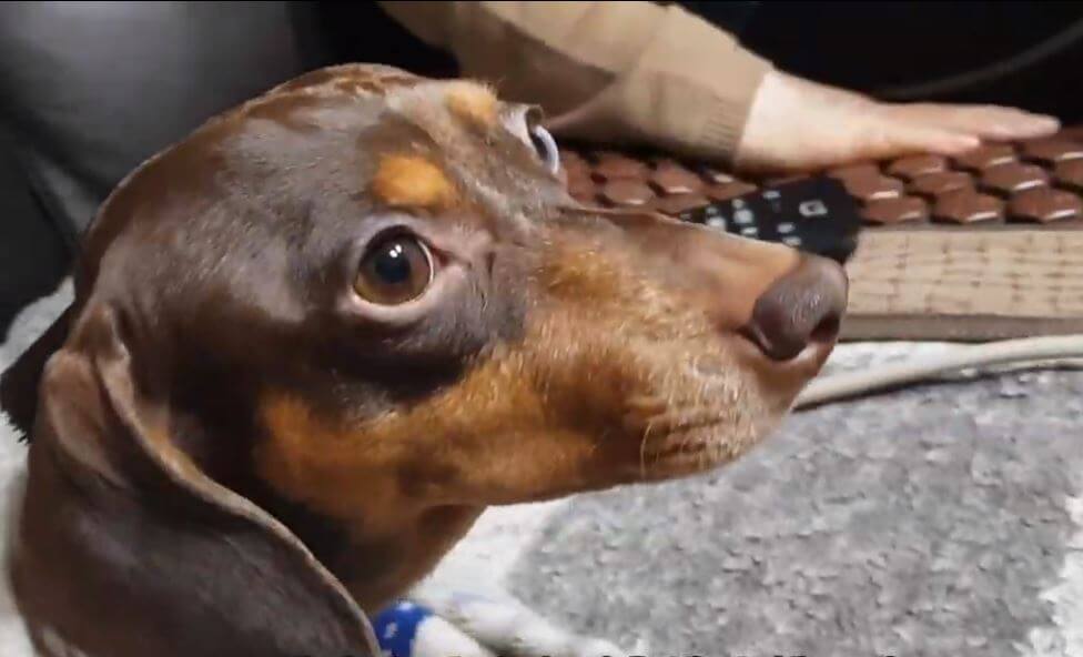 ダックスフンド,動画