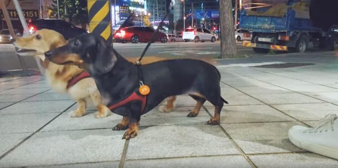 ダックスフンド,動画