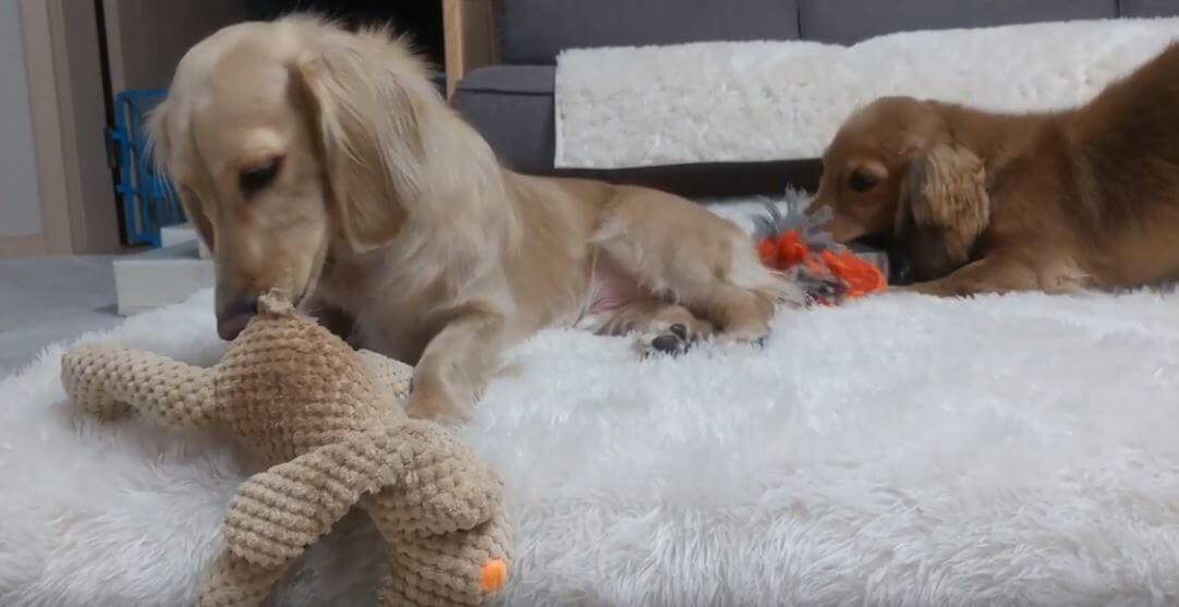 ダックスフンド,動画