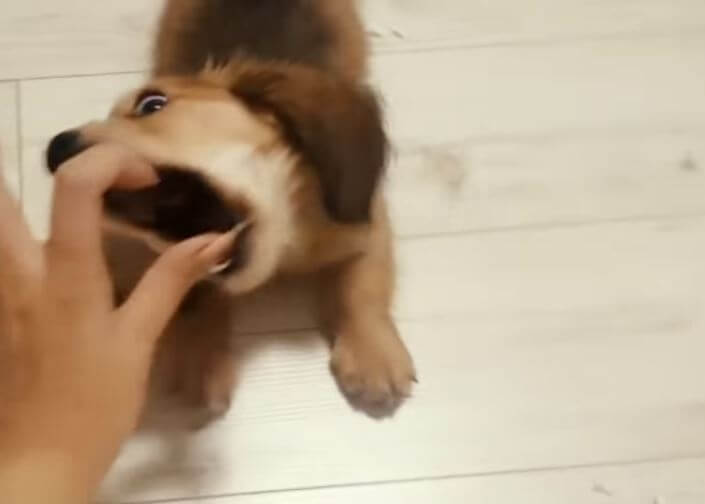 ダックスフンド,動画