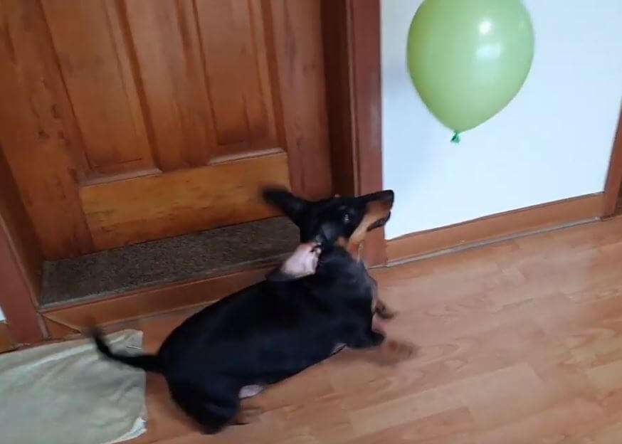 ダックスフンド,動画