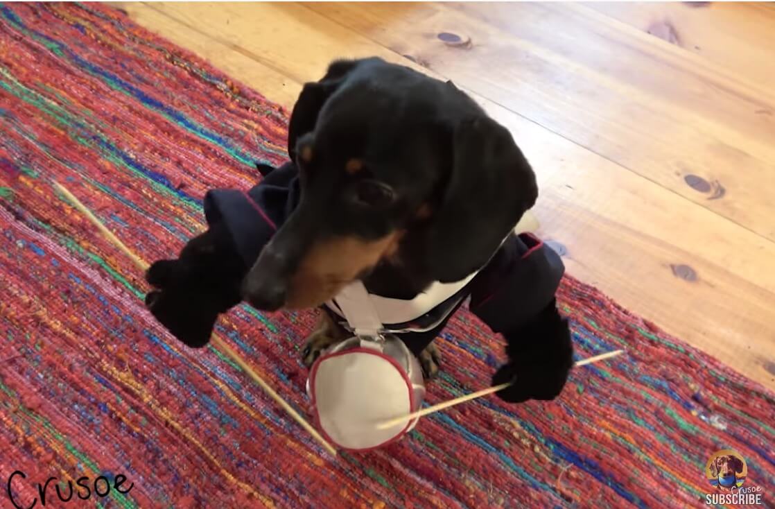 ダックスフンド,動画