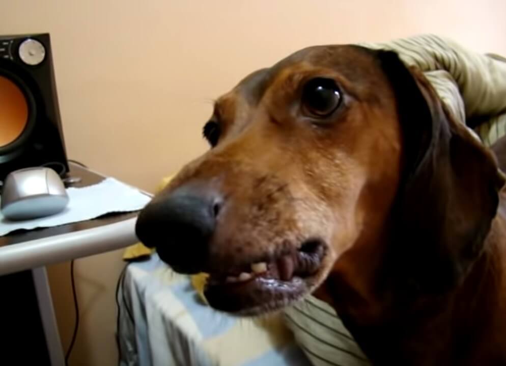 ダックスフンド,動画