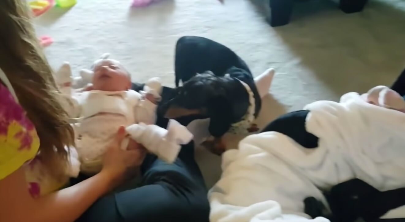 ダックスフンド,動画