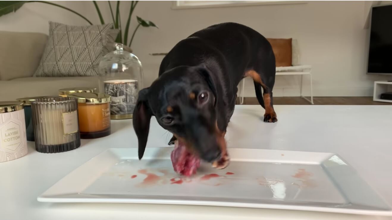 ダックスフンド,動画