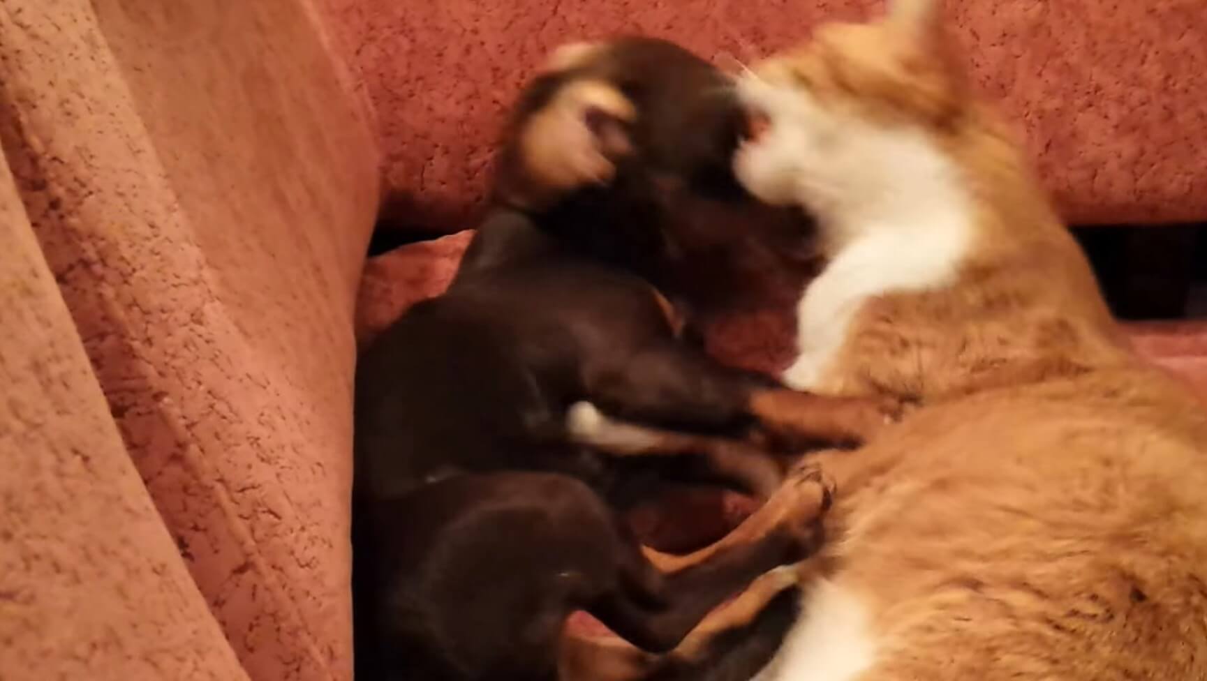 ダックスフンド,動画