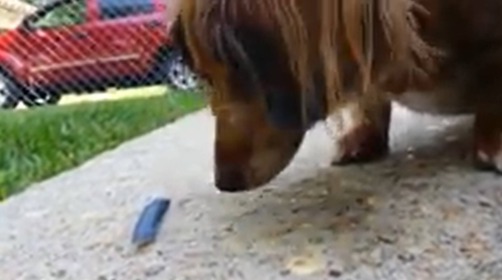 ダックスフンド,動画