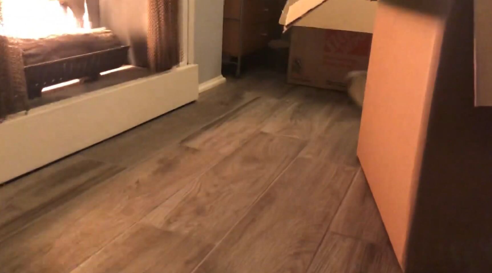 ダックスフンド,動画