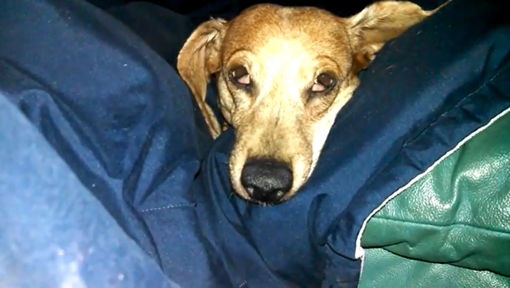 ダックスフンド,動画