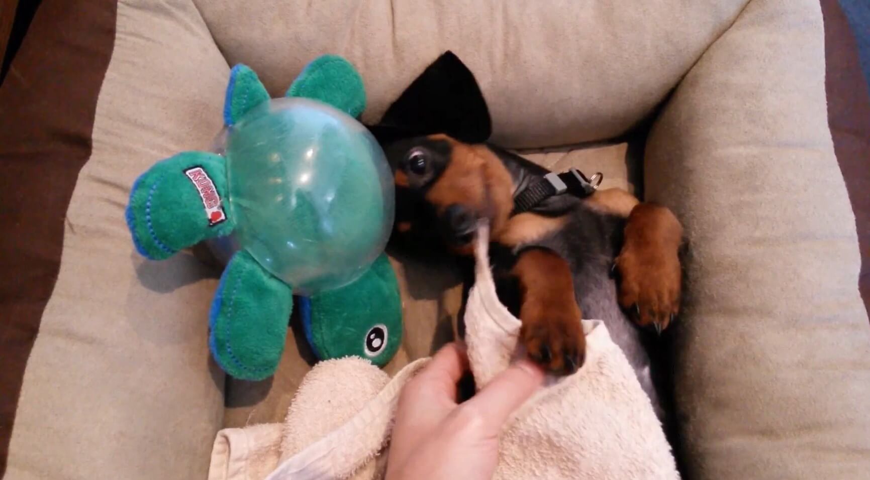 ダックスフンド,動画