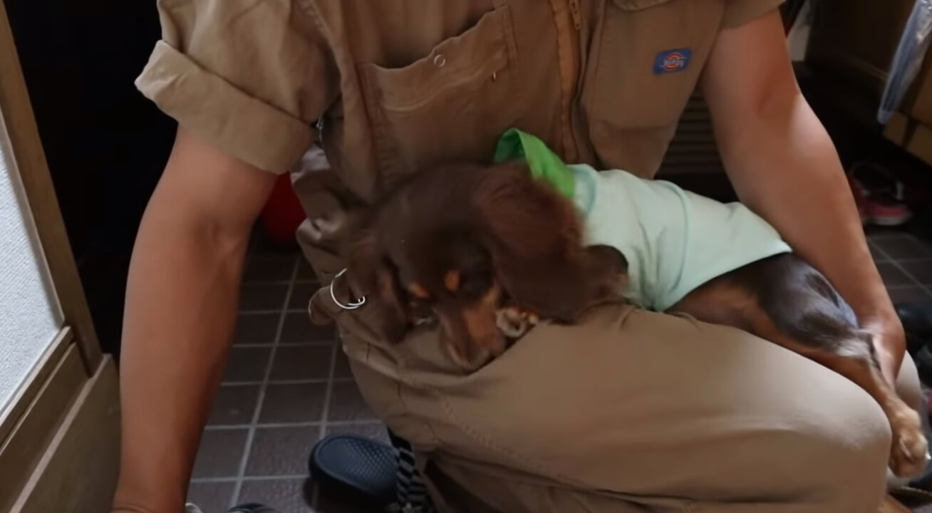 ダックスフンド,動画