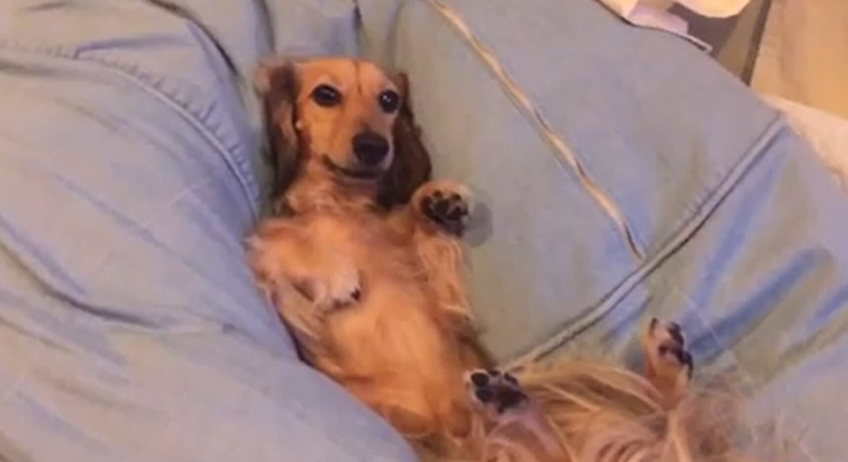 ダックスフンド,動画