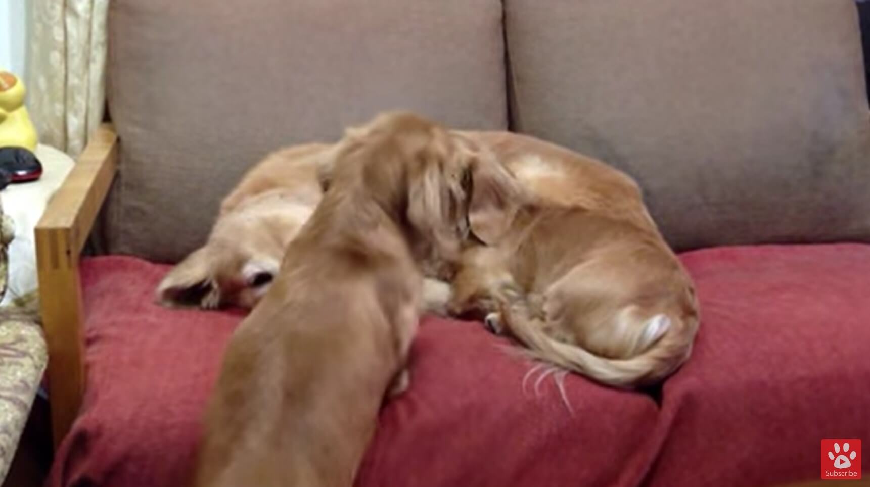 ダックスフンド,動画