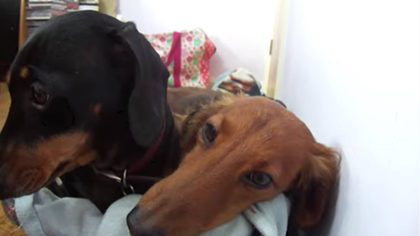 ダックスフンド,動画