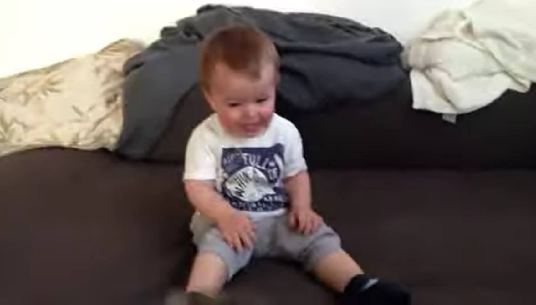 ダックスフンド,動画