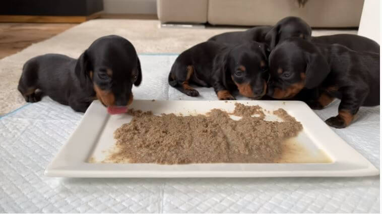 ダックスフンド,動画