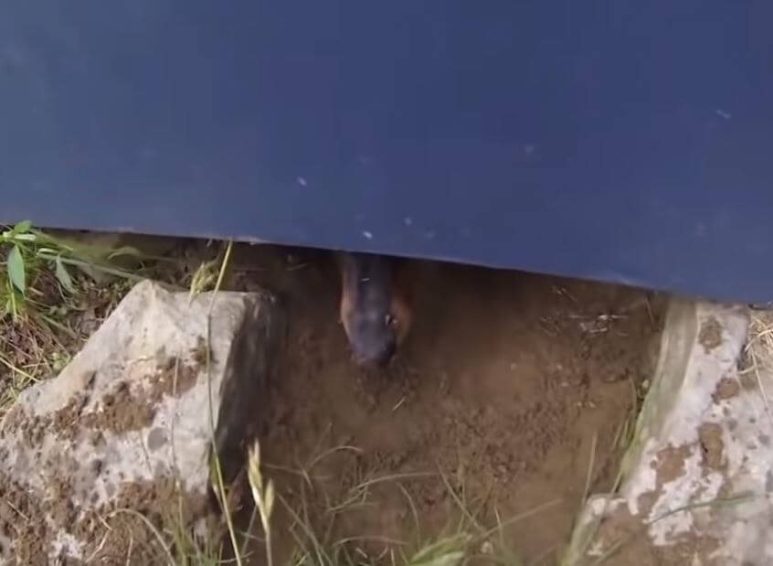 ダックスフンド,動画