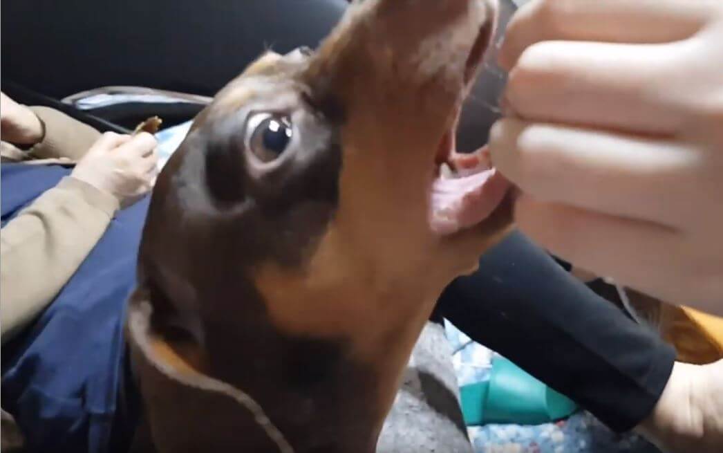 ダックスフンド,動画