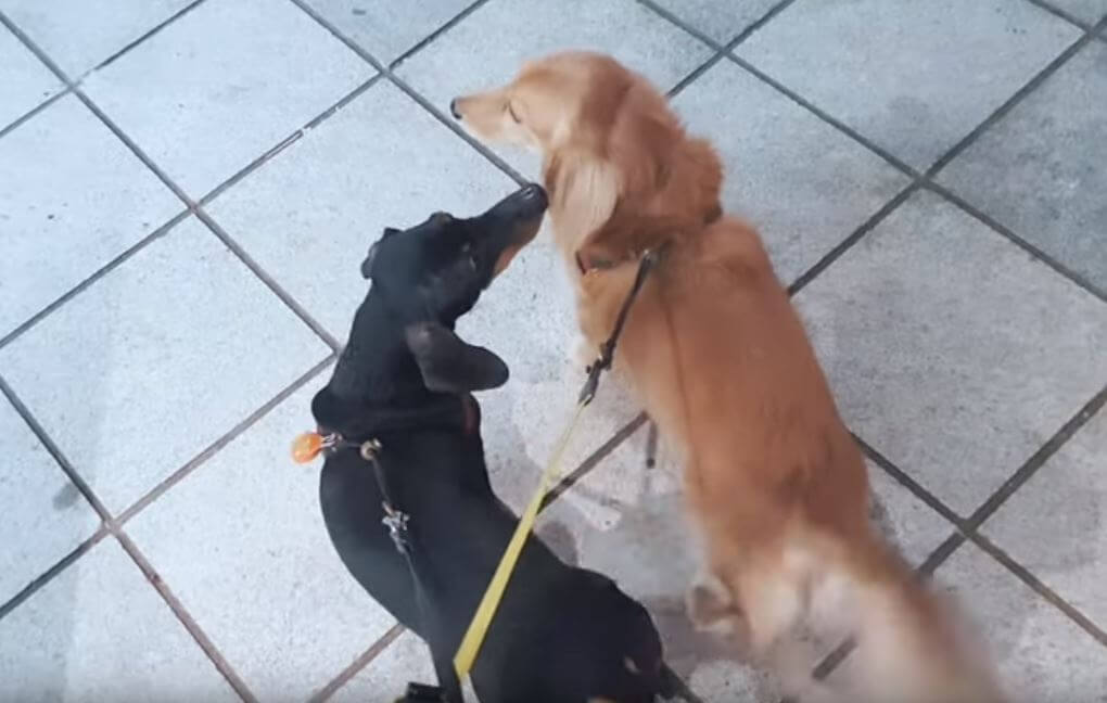 ダックスフンド,動画