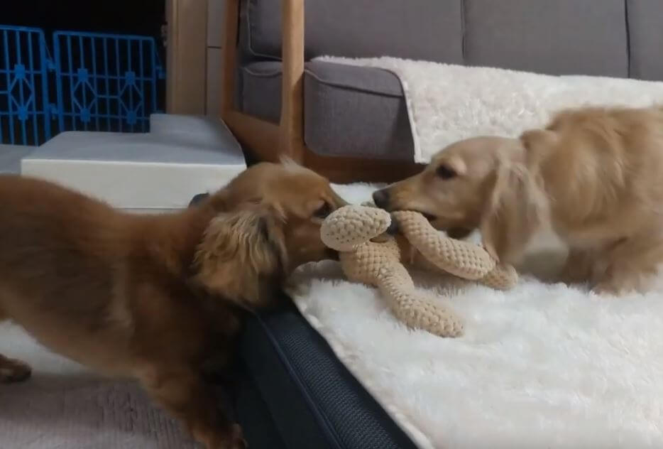 ダックスフンド,動画