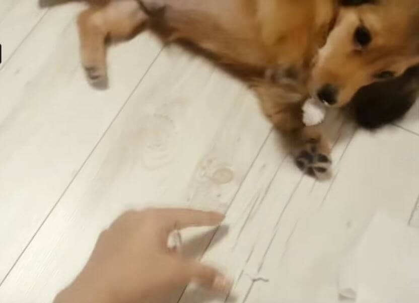 ダックスフンド,動画