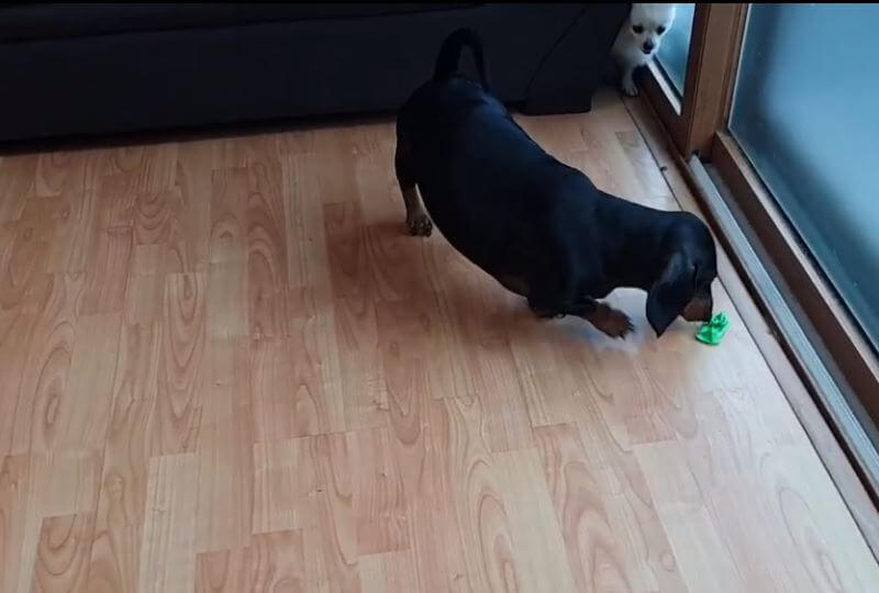 ダックスフンド,動画