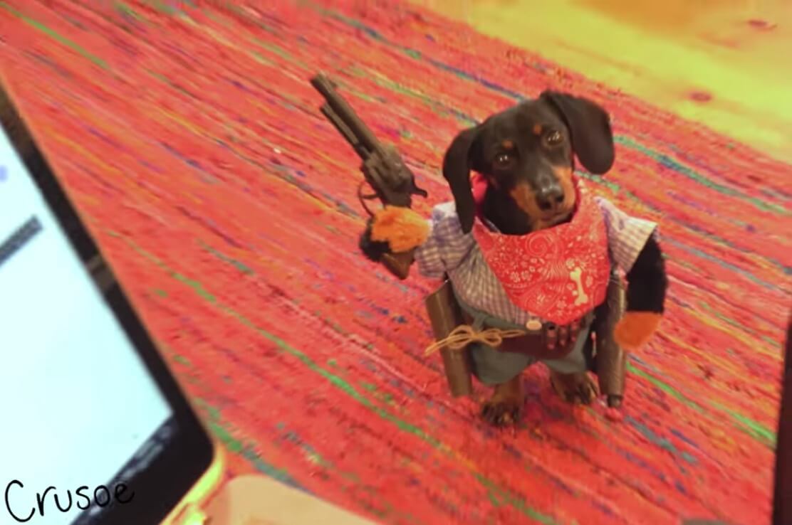 ダックスフンド,動画