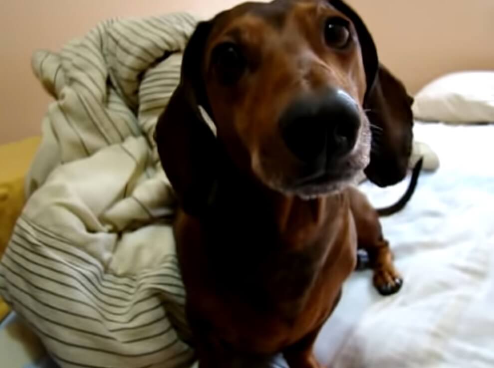 ダックスフンド,動画