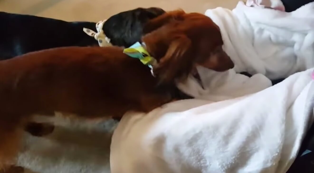 ダックスフンド,動画