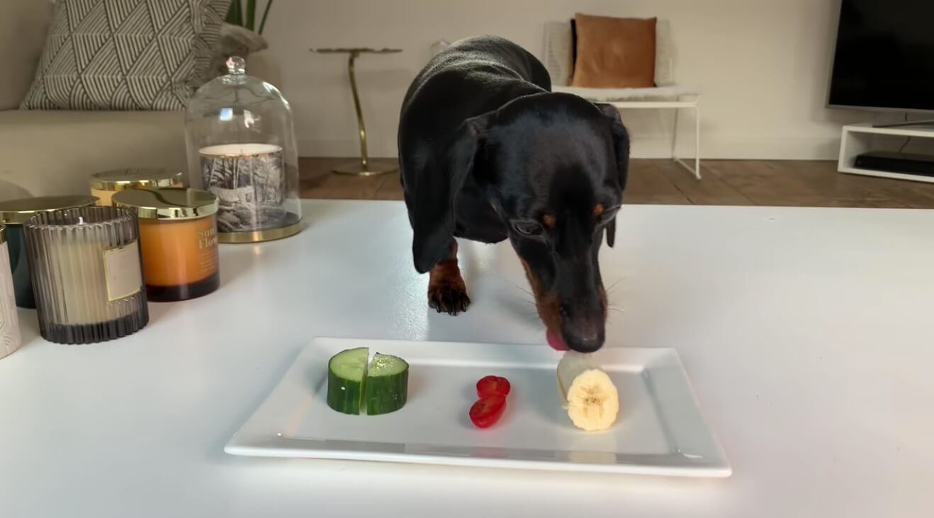 ダックスフンド,動画