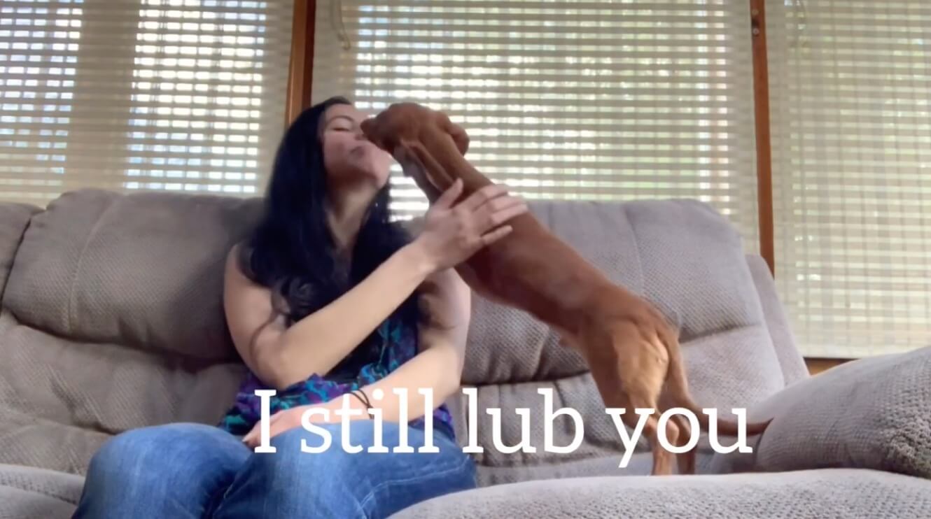 ダックスフンド,動画