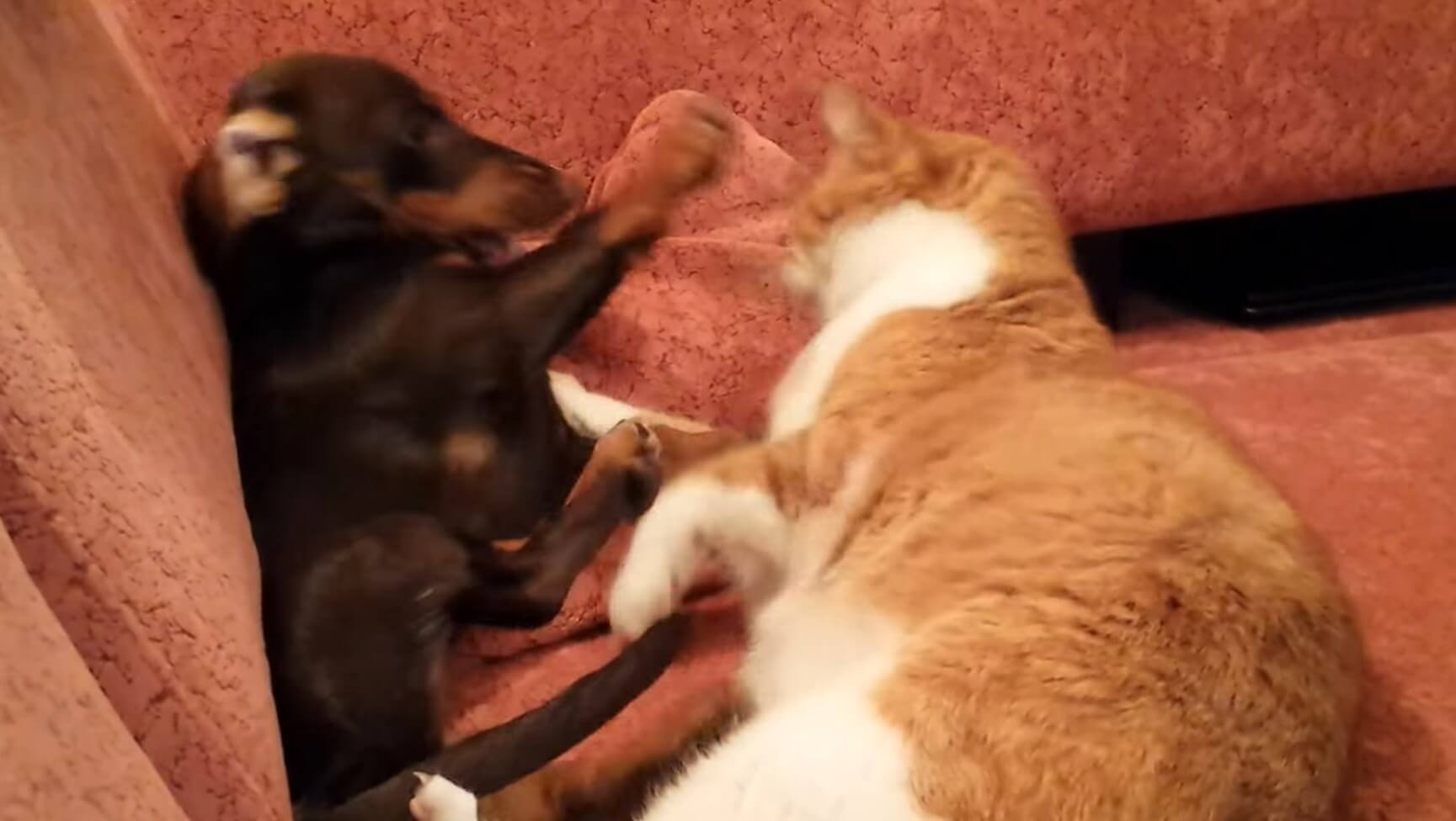 ダックスフンド,動画