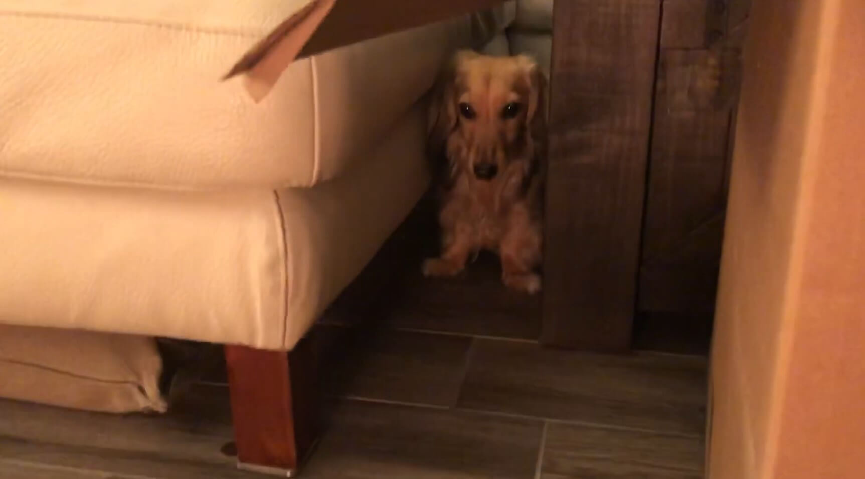 ダックスフンド,動画