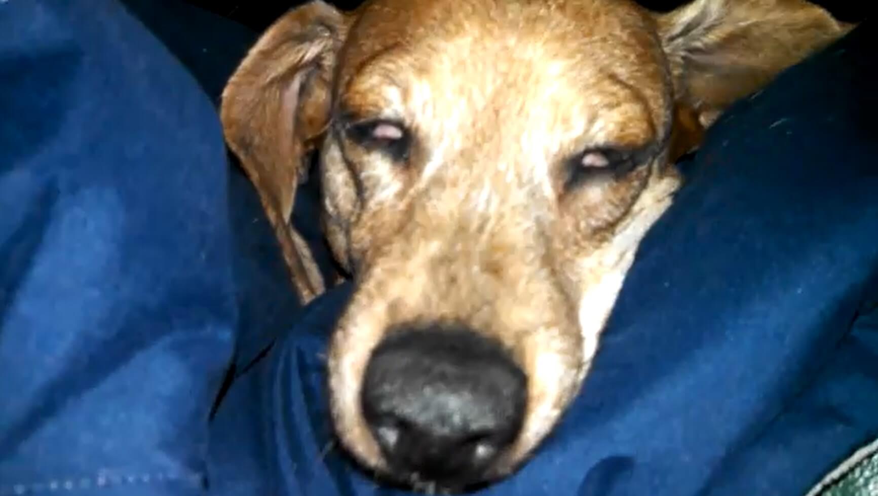 ダックスフンド,動画