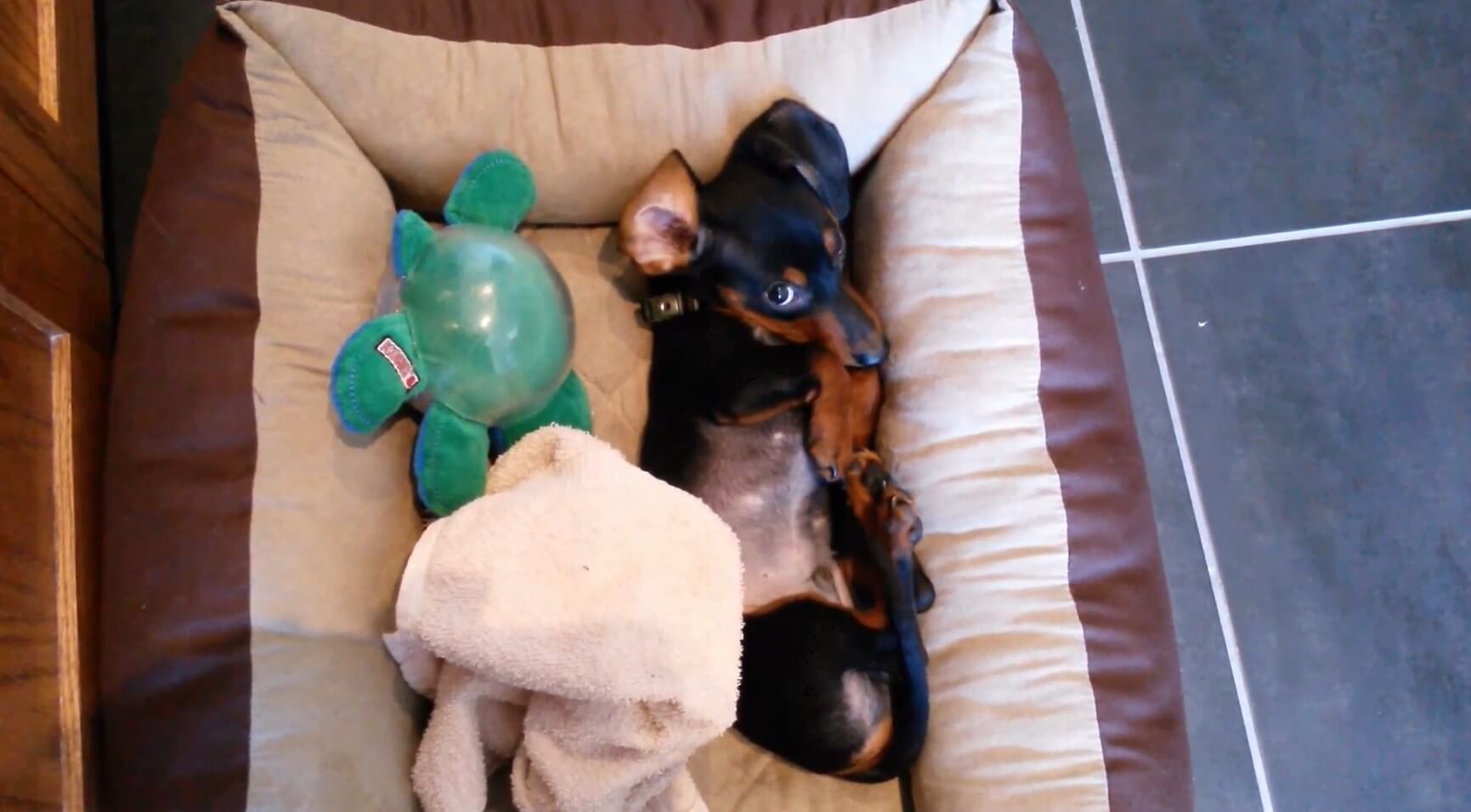 ダックスフンド,動画