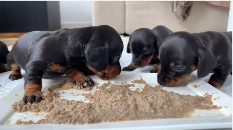 ダックスフンド,動画