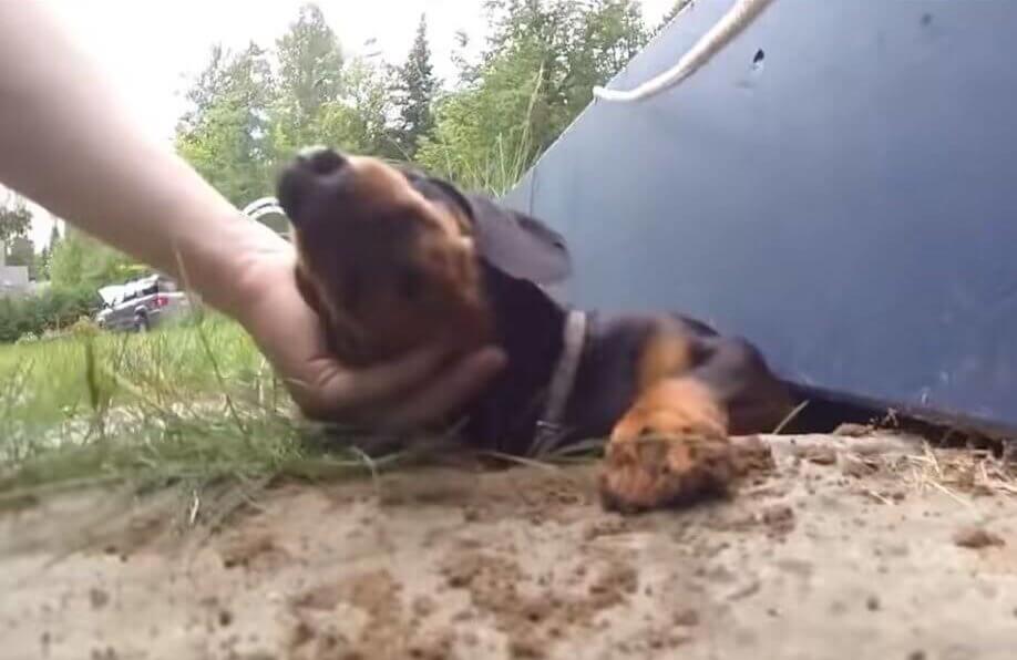 ダックスフンド,動画