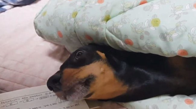 ダックスフンド,動画